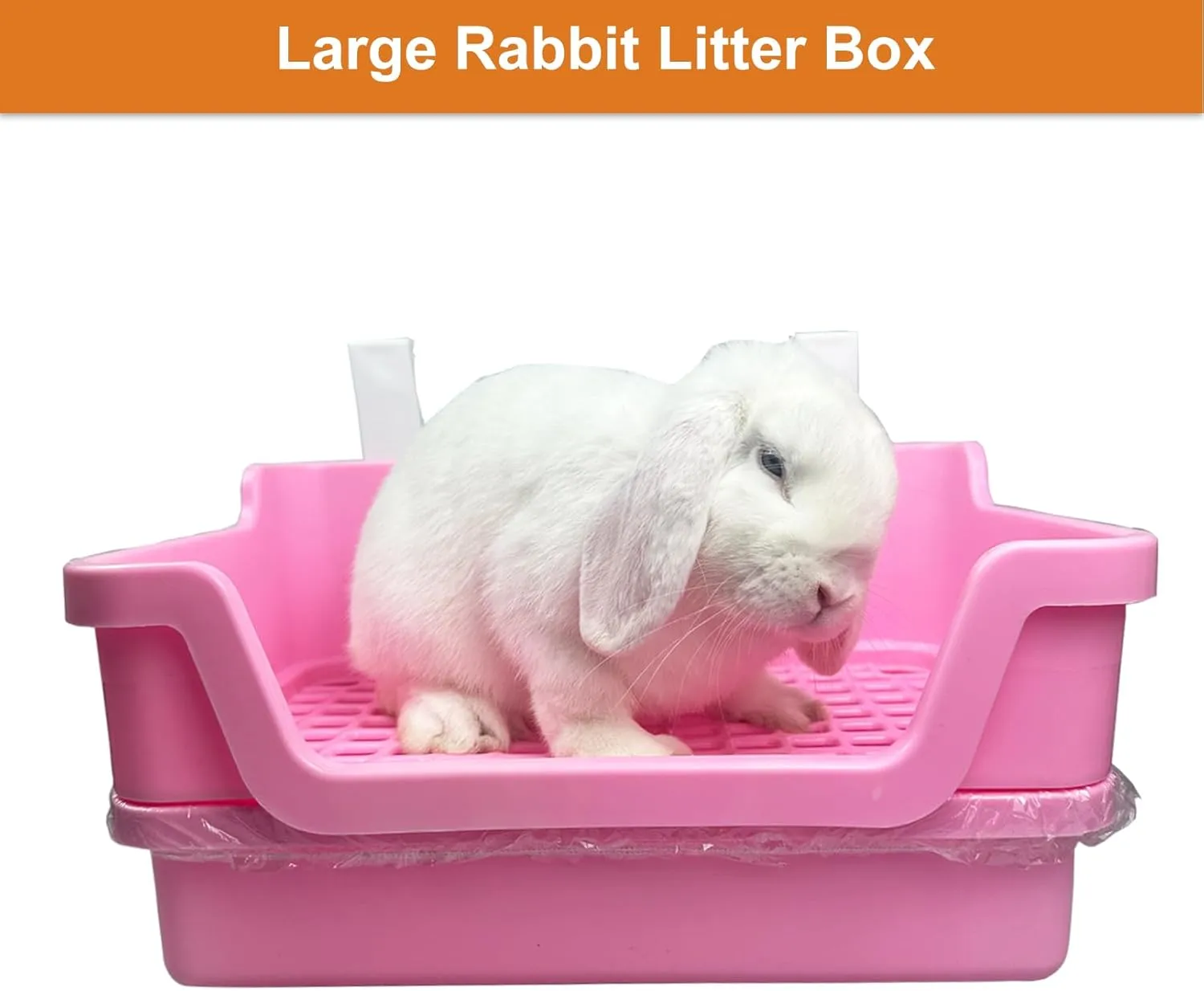 ,, 50 , Chinchilla ()