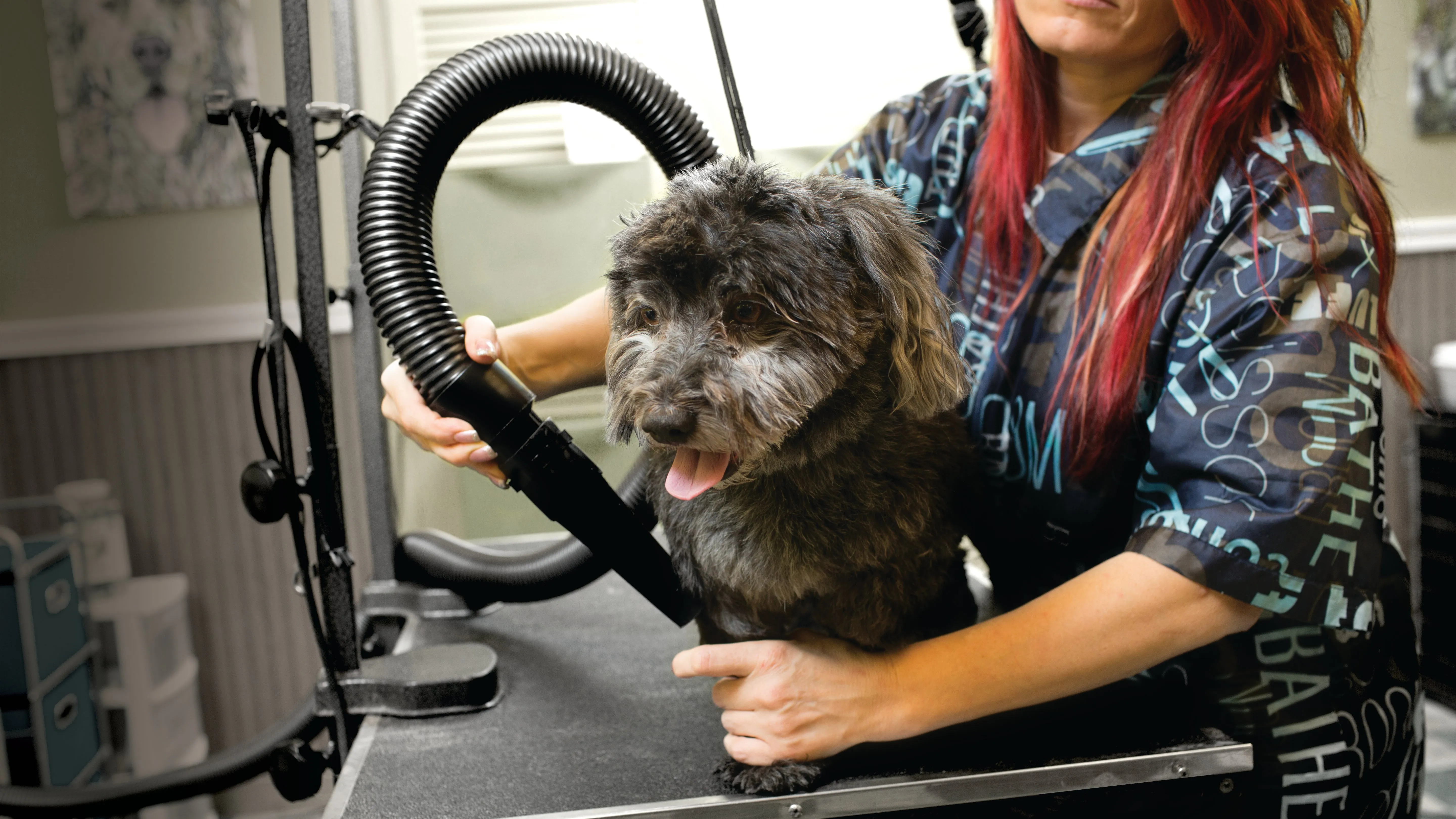 220/240V Air Force® Commander® Variable Speed Pet Dryer
