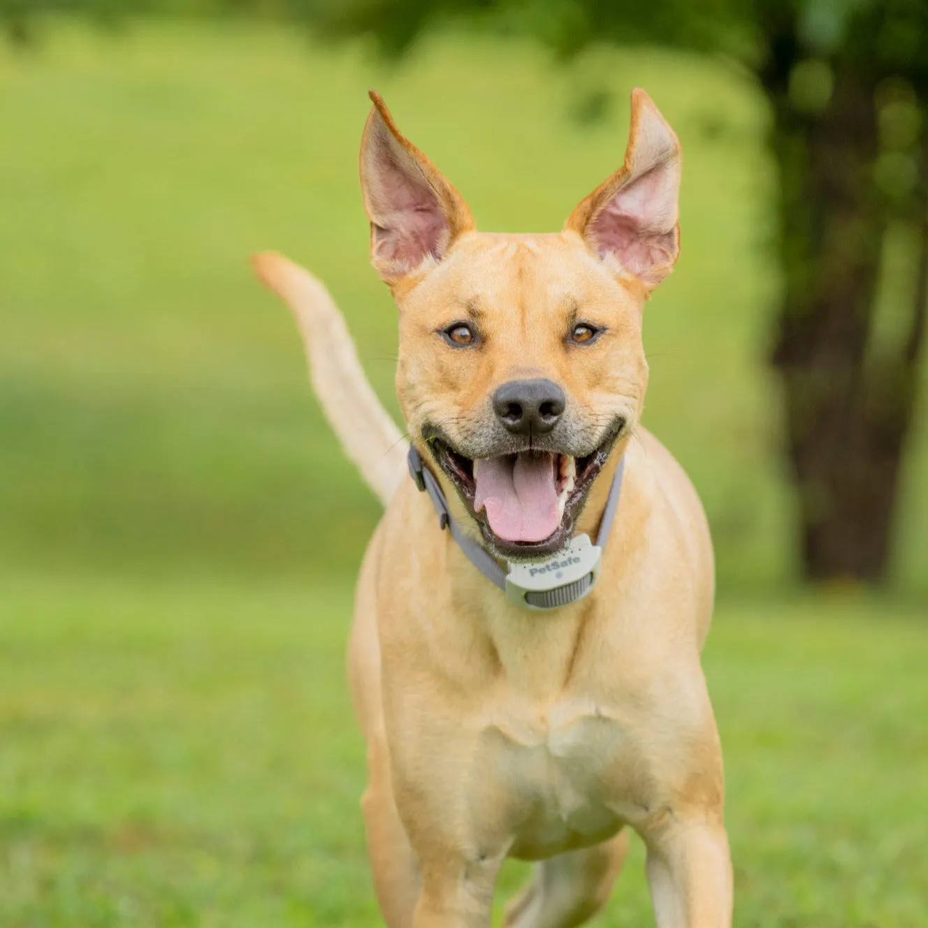 Classic In-Ground Fence™ Rechargeable Receiver Collar