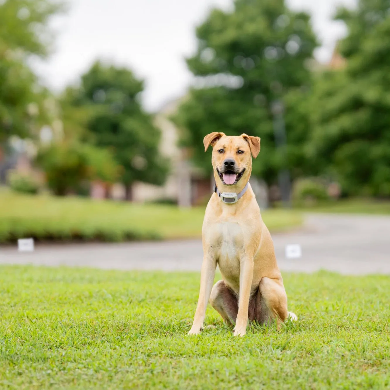 Classic In-Ground Fence™ Rechargeable Receiver Collar
