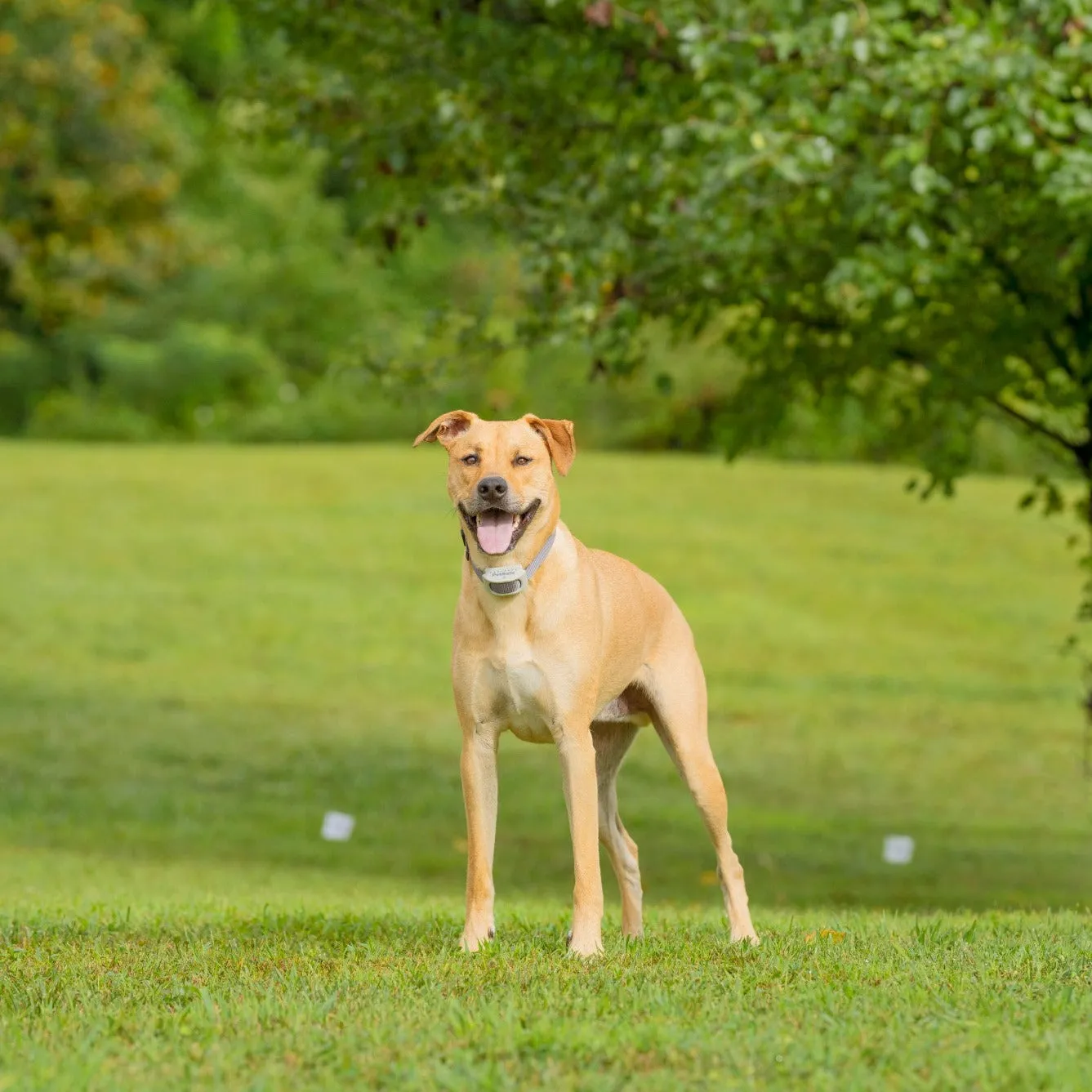 Classic In-Ground Fence™ Rechargeable Receiver Collar