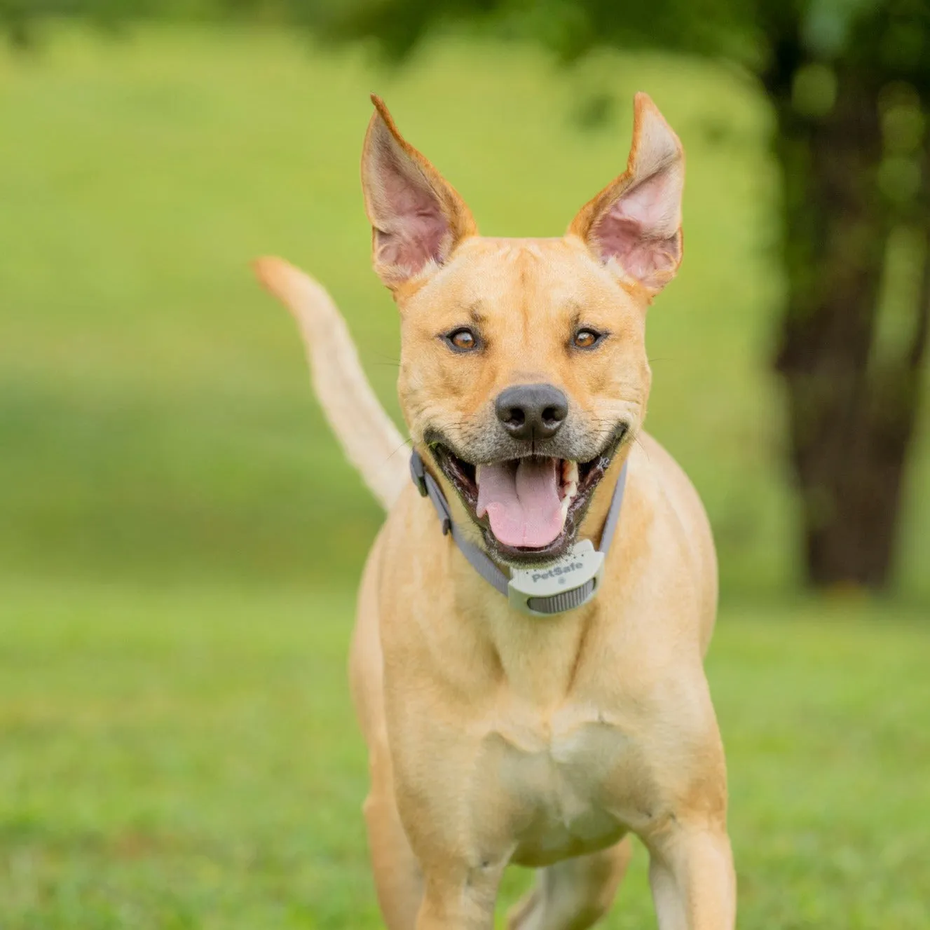 Classic In-Ground Fence™ Rechargeable Receiver Collar