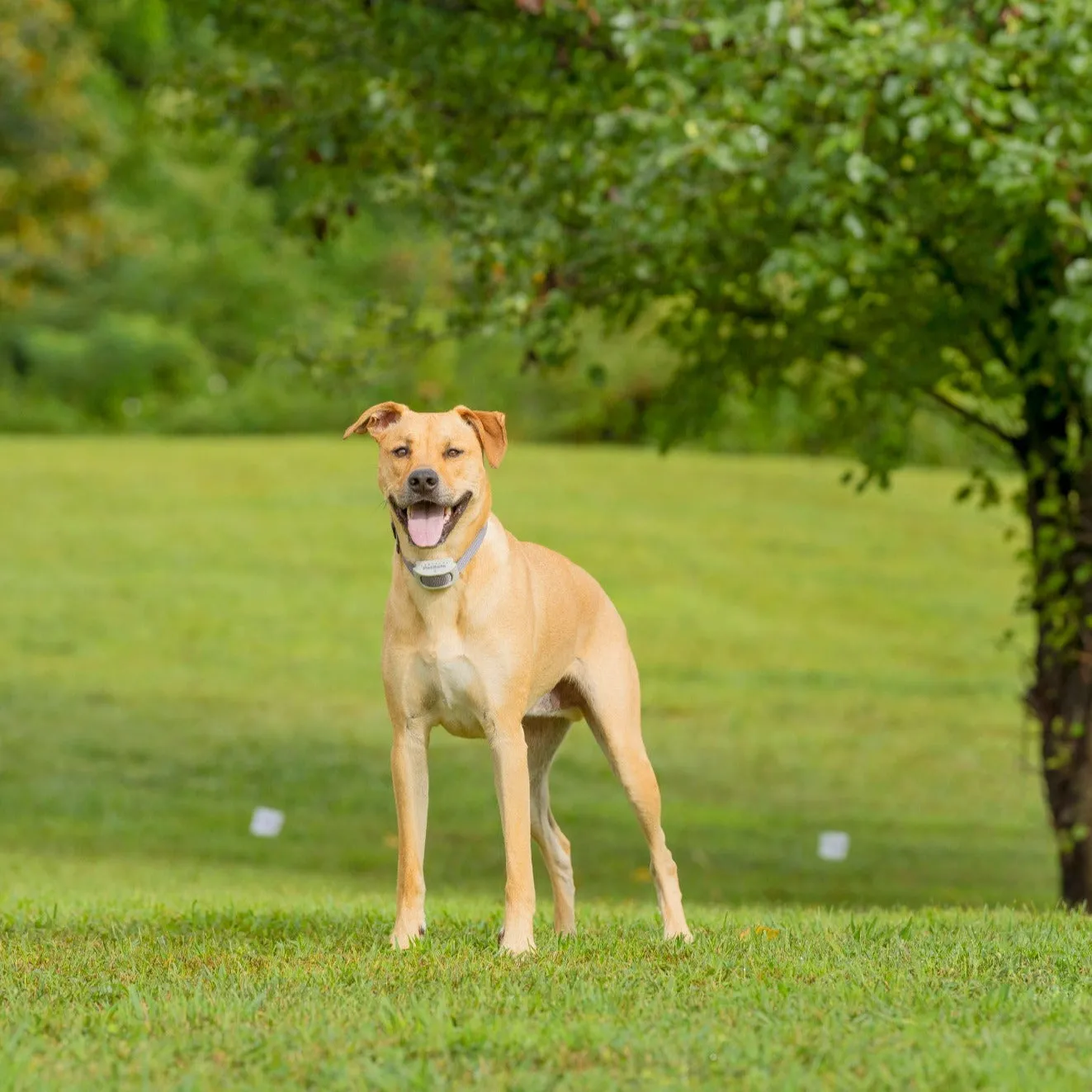 Classic In-Ground Fence™ Rechargeable Receiver Collar