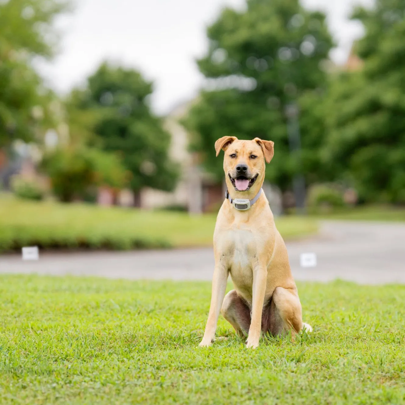 Classic In-Ground Fence™ Rechargeable Receiver Collar
