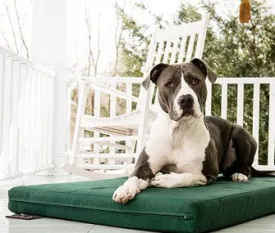 Dog Gone Smart - Ninja Bed - Olive SALE