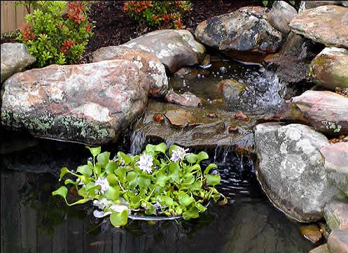 Floating Pond Plant-Koi fish Barrier<br> (3 Sizes to choose from) <br> Protect floating plants from koi<br> Available NOW!