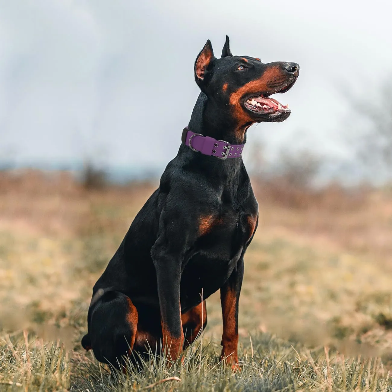  K9 (,M)
