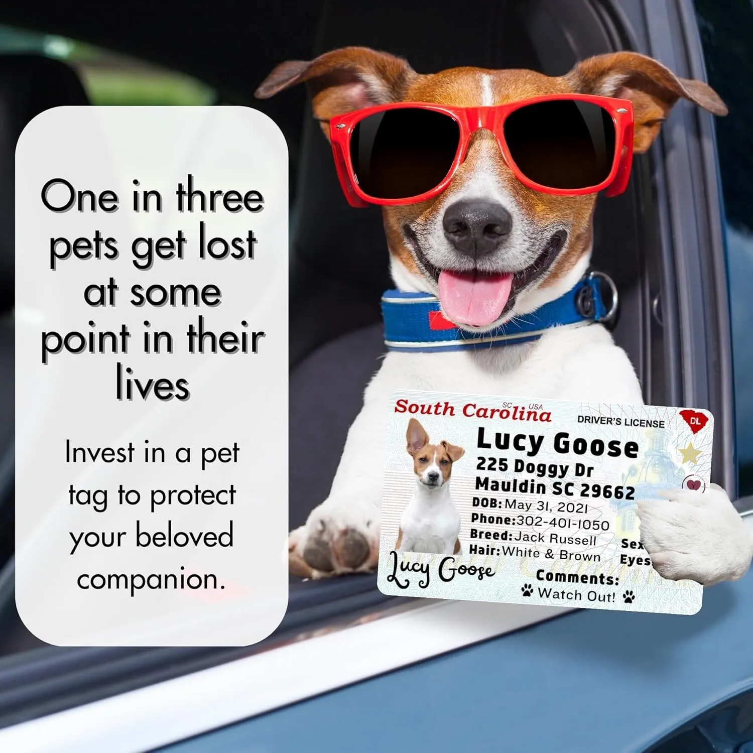 PawFurEver Custom Large Breed Dog ID Tag - Personalized Pet License - Funny Dog ID Tags & Card in New Jersey